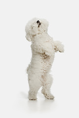 Image showing A dog of Bichon frize breed isolated on white color