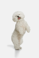 Image showing A dog of Bichon frize breed isolated on white color