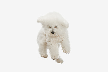 Image showing A dog of Bichon frize breed isolated on white color