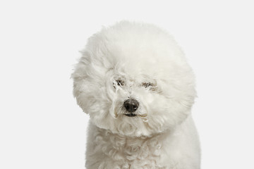 Image showing A dog of Bichon frize breed isolated on white color