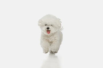 Image showing A dog of Bichon frize breed isolated on white color