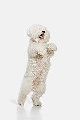 Image showing A dog of Bichon frize breed isolated on white color