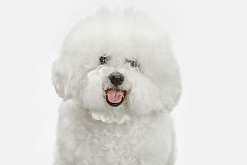 Image showing A dog of Bichon frize breed isolated on white color