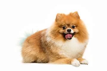 Image showing cute Little young pomeranian cob isolated over white background