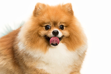 Image showing cute Little young pomeranian cob isolated over white background