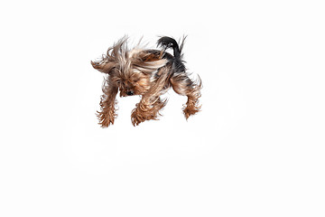 Image showing Yorkshire terrier jumping against a white background