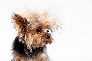 Image showing Yorkshire terrier - head shot, against a white background