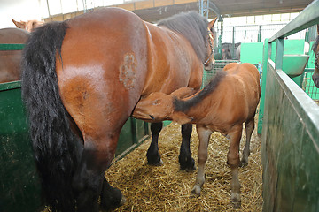 Image showing Dam Horse Foal