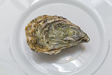 Image showing Oyster at Plate