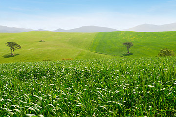 Image showing Beautiful spring landscape in Tuscany