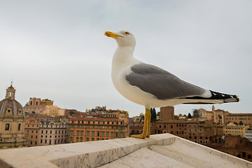 Image showing Macro portrait of seagull