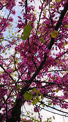 Image showing Spring Cherry Blossom