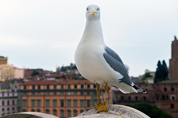 Image showing Macro portrait of seagull