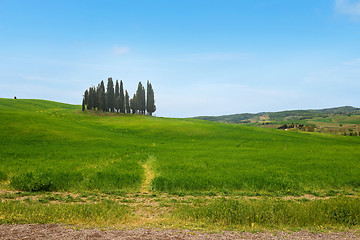 Image showing Beautiful spring minimalistic landscape with Italian Cypress in Tuscany