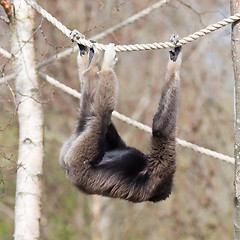 Image showing Adult white handed gibbon