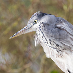 Image showing Image of a great blue heron