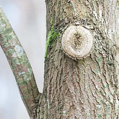 Image showing Tree in nature