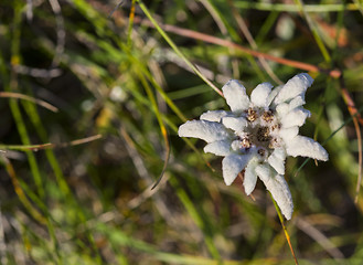 Image showing Edelweiss protected alpine flower