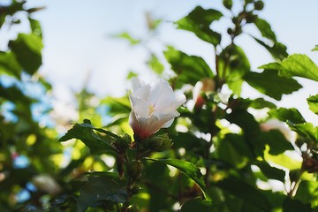 Image showing White flower blooming outdoors on the tree