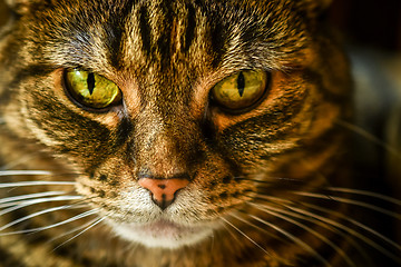 Image showing Macro of a grumpy tabby domestic cat