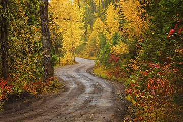 Image showing A dirt road in a forest in fall