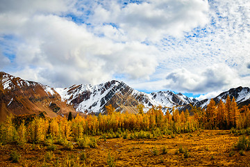 Image showing Golden Larch and Snowy Mountains British Columbia, Canada 