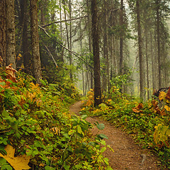 Image showing Hiking Trail Kootenay National Park Canada