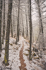 Image showing Winter Hiking Trekking trail in winter