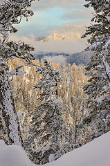 Image showing Cloudy Mountain Through the Trees Winter