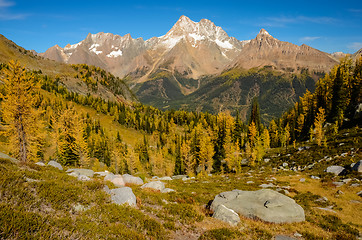 Image showing Fall Larch Jumbo Pass Purcell Mountains