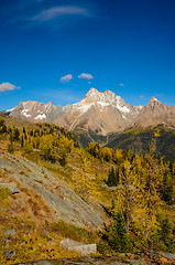 Image showing Fall Larch Jumbo Pass Purcell Mountains