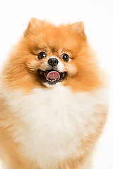 Image showing cute Little young pomeranian cob isolated over white background