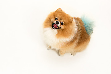 Image showing cute Little young pomeranian cob isolated over white background