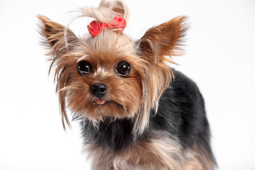 Image showing Yorkshire terrier - head shot, against a white background