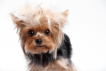 Image showing Yorkshire terrier looking at the camera in a head shot, against a white background