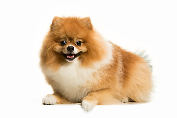 Image showing cute Little young pomeranian cob isolated over white background