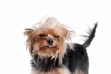 Image showing Yorkshire terrier looking at the camera in a head shot, against a white background