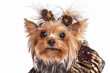 Image showing Yorkshire terrier looking at the camera in a head shot, against a white background