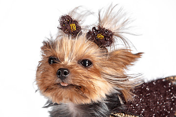 Image showing Yorkshire terrier - head shot, against a white background