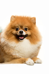 Image showing cute Little young pomeranian cob isolated over white background