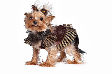 Image showing Yorkshire terrier looking at the camera in a head shot, against a white background