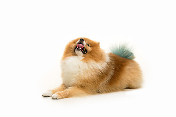 Image showing cute Little young pomeranian cob isolated over white background