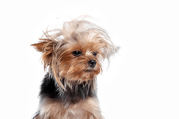 Image showing Yorkshire terrier - head shot, against a white background