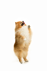 Image showing cute Little young pomeranian cob isolated over white background