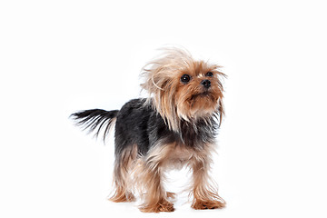 Image showing Yorkshire terrier looking at the camera in a head shot, against a white background
