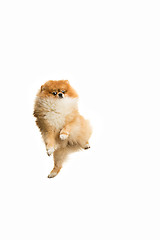 Image showing cute Little young pomeranian cob isolated over white background