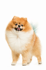 Image showing cute Little young pomeranian cob isolated over white background