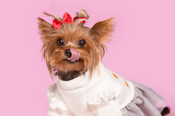 Image showing Yorkshire terrier - head shot, against a pink background