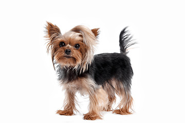 Image showing Yorkshire terrier looking at the camera in a head shot, against a white background