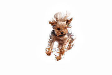 Image showing Yorkshire terrier jumping against a white background